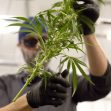 Hemp Plant Testing – What tests are required for hemp plant?
